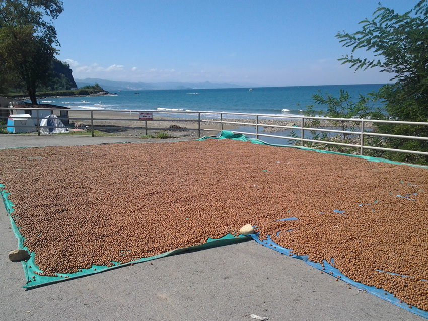 Turquie - Vers Giresun noisettes 